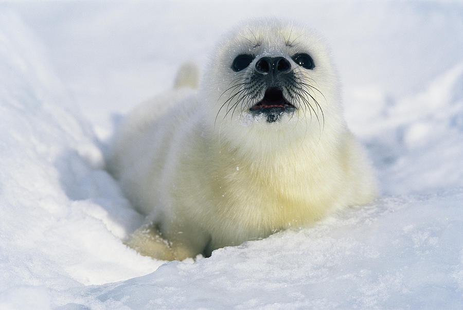 A Newborn Harp Seal Pup, In A Thin Photograph by Norbert Rosing