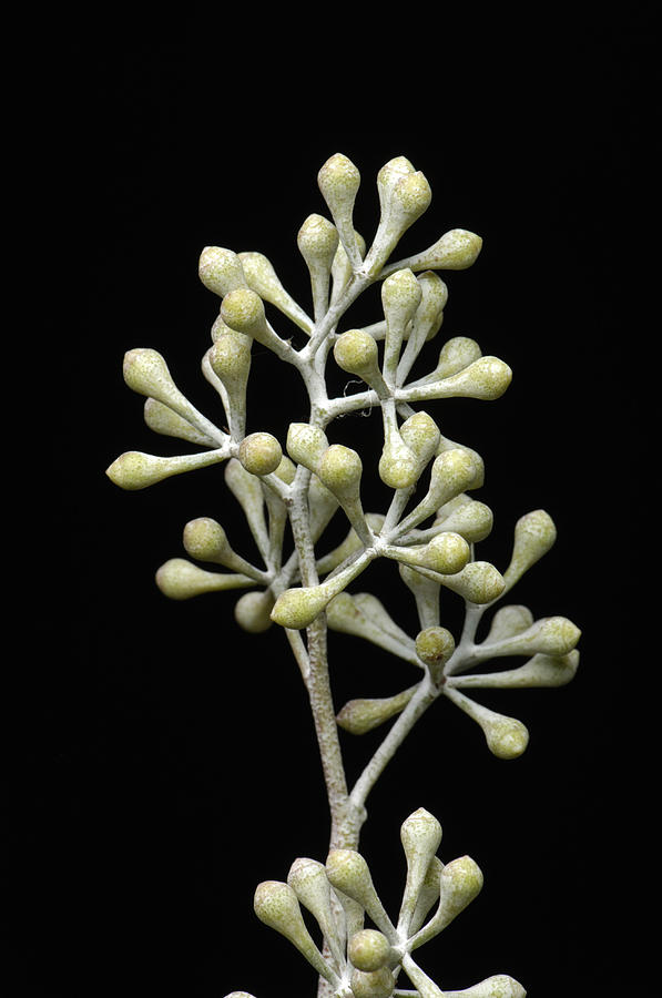 A Seeded Eucalyptus Eucalyptus Cinerea Photograph by Joel Sartore