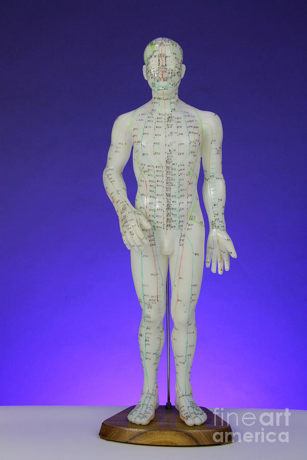 Doll Photograph - Acupuncture Model #2 by Photo Researchers, Inc.