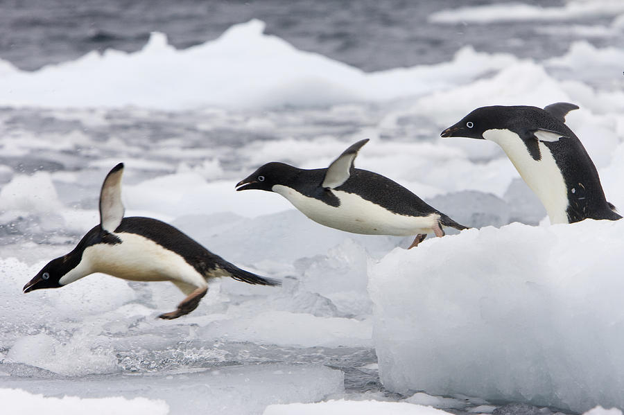 Adelie Penguins Diving Off Iceberg #2 Photograph by Suzi Eszterhas