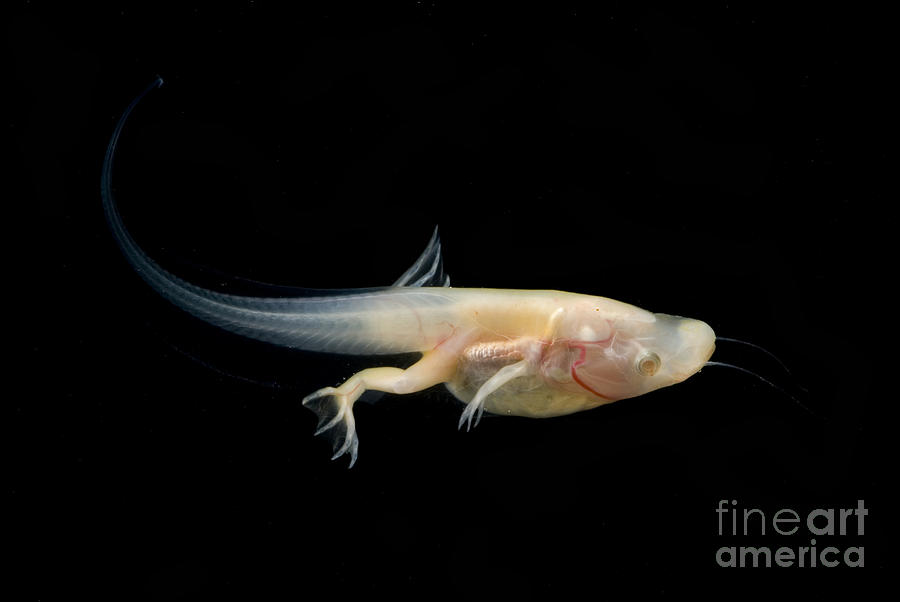 African Clawed Frog Tadpole #2 Photograph by Dante Fenolio