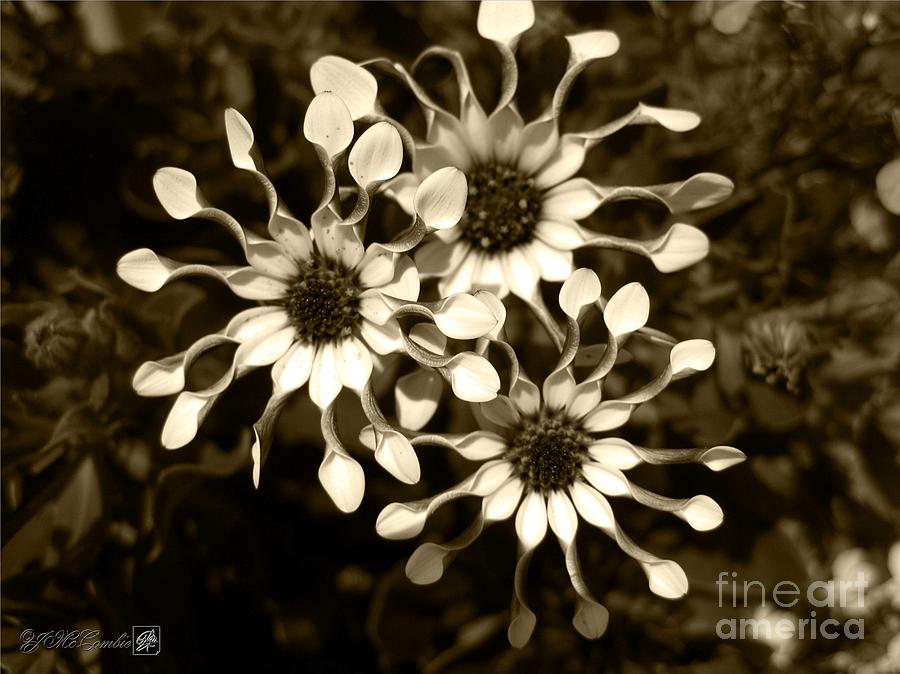 African Daisy named Spooned White Bliss #2 Photograph by J McCombie