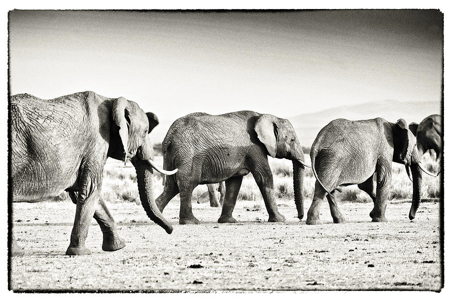 African Elephant in the Masai Mara #3 Photograph by Perla Copernik