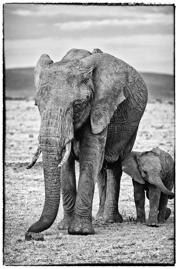 African Elephants in the Masai Mara #3 Photograph by Perla Copernik