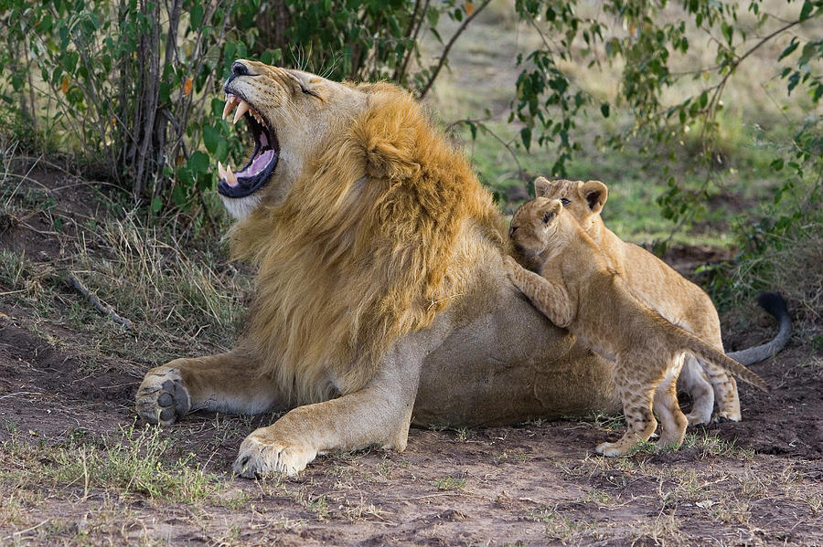 African Lion Panthera Leo Seven #2 Photograph by Suzi Eszterhas