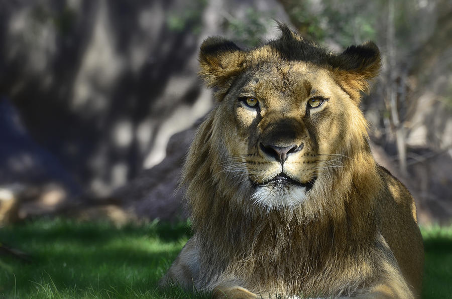 African Lion  #2 Photograph by Saija Lehtonen