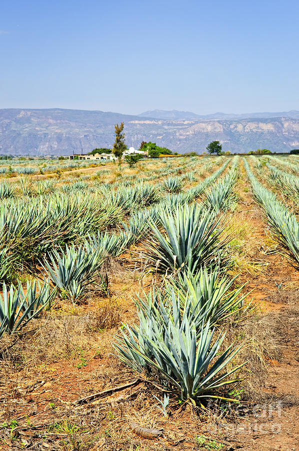 Agave cactus field in Mexico 1 Photograph by Elena Elisseeva