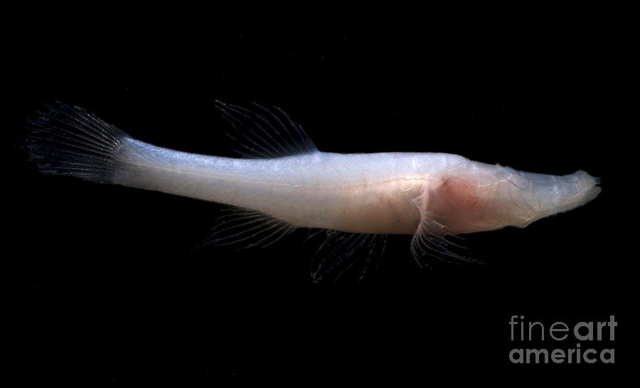 Fish Photograph - Alabama Cavefish #2 by Dante Fenolio