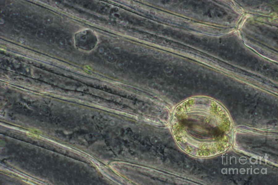 Amaryllis Leaf Epidermis #2 Photograph by M. I. Walker