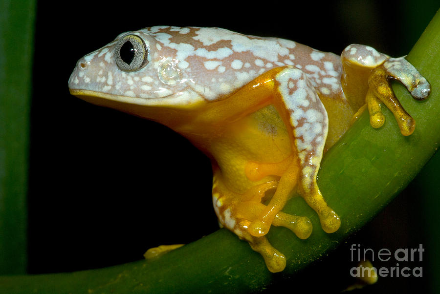 Amazon Leaf Frog #2 Photograph by Dante Fenolio