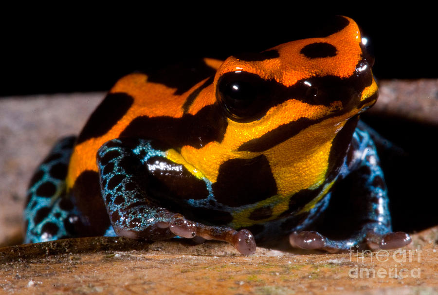 Animal Photograph - Amazonian Poison Frog #2 by Dant Fenolio