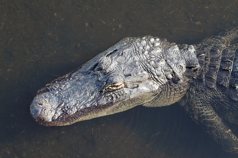 Spring Photograph - American Alligator by Rudy Umans