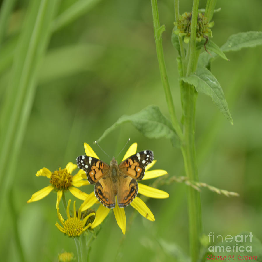 American Painted Lady #2 Photograph by Donna Brown