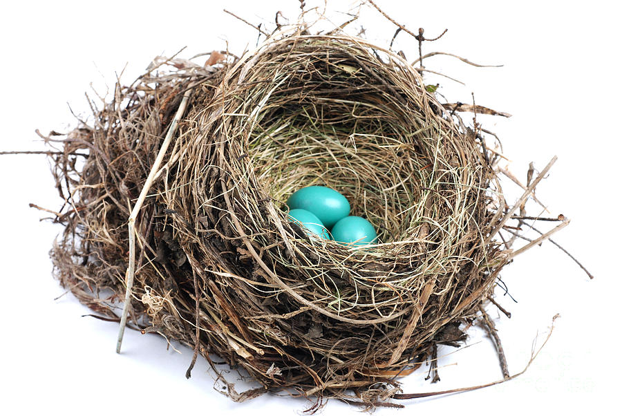 Robin Photograph - American Robin Nest #2 by Photo Researchers, Inc.