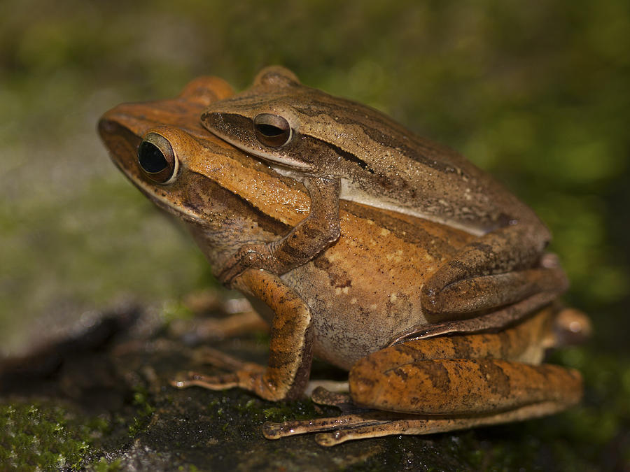 Amplexus Photograph by Zoe Ferrie