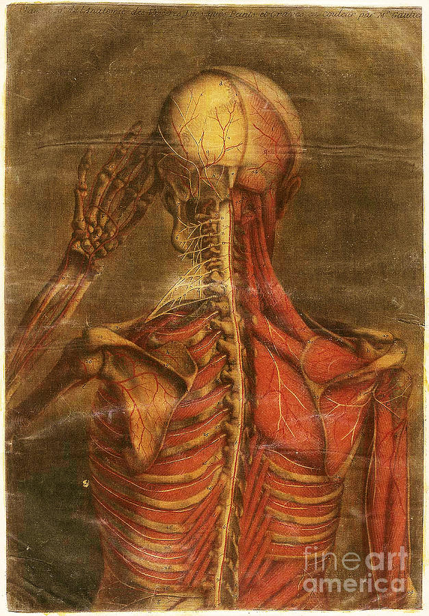 Anatomie Generale Des Visceres #14 Photograph by Science Source