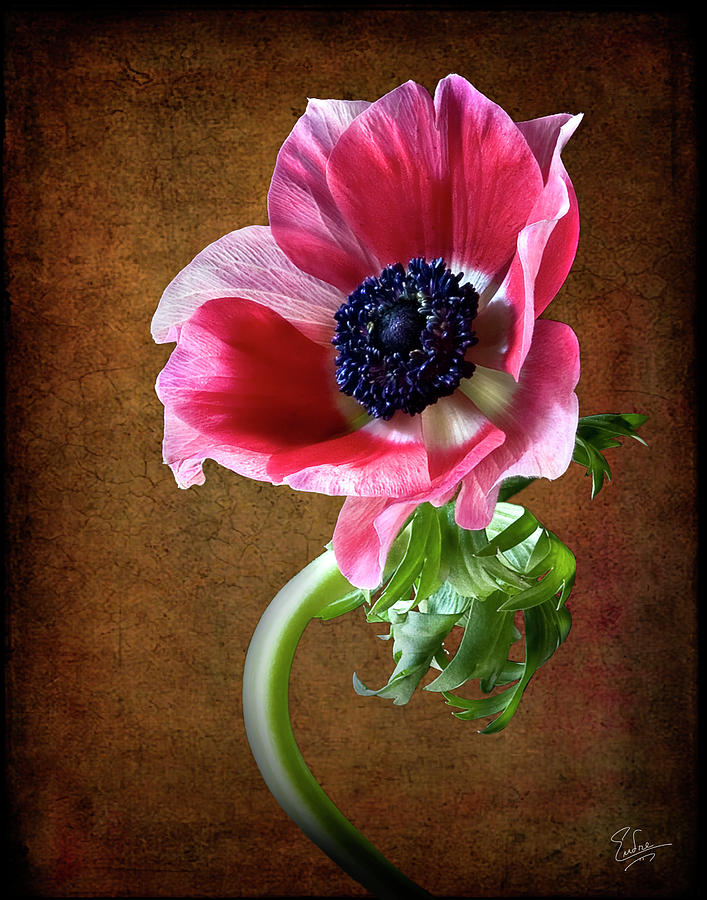 Anemone  #2 Photograph by Endre Balogh