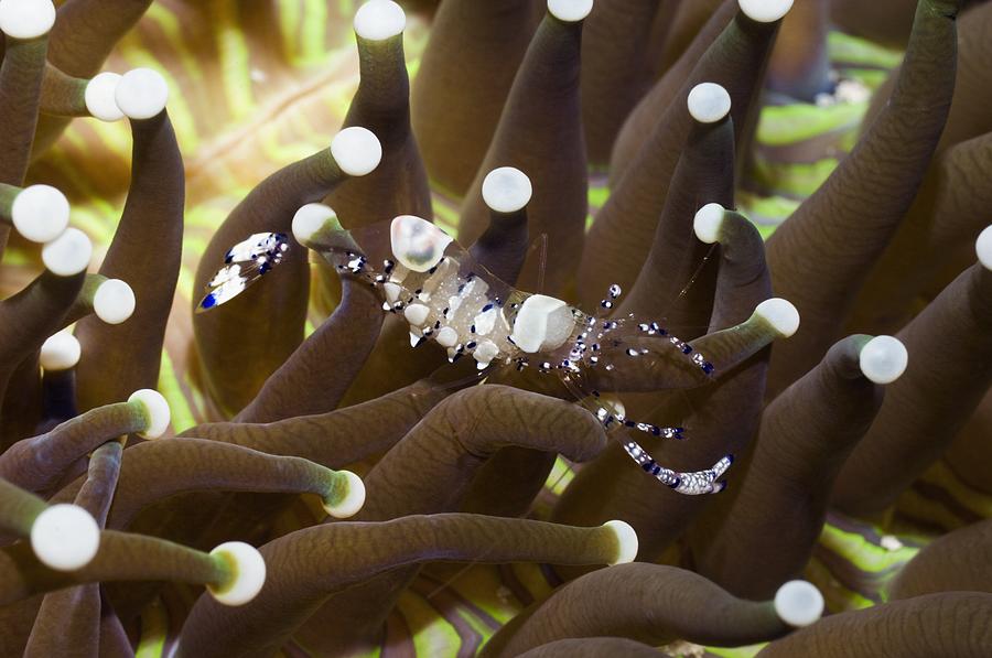 Nature Photograph - Anemone Shrimp #2 by Georgette Douwma