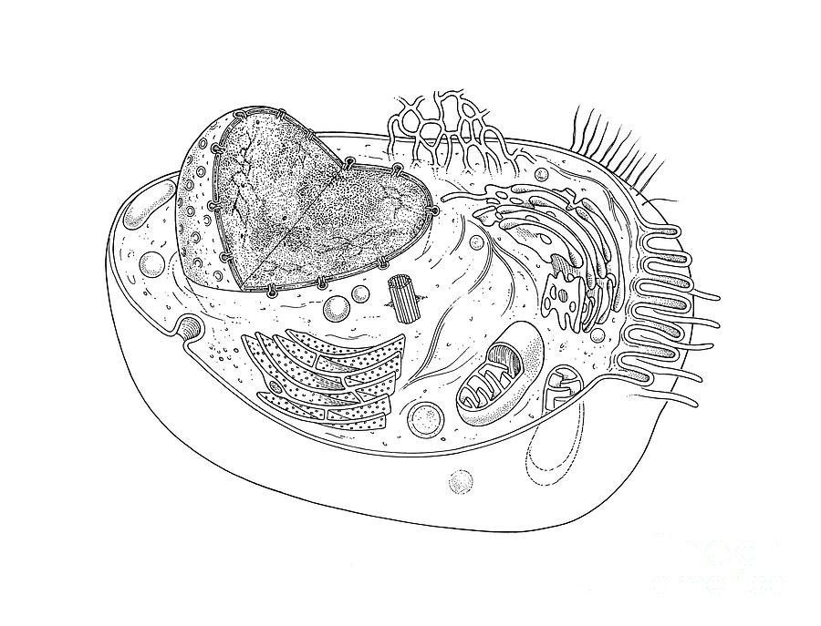 animal and plant cell diagram black and white