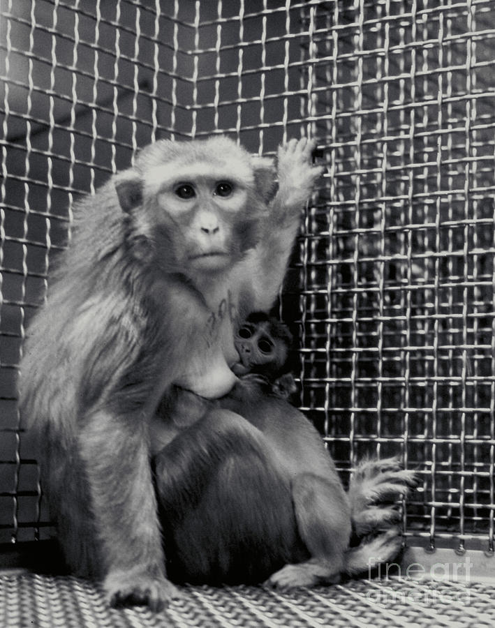 Monkey Photograph - Animal Research #2 by Science Source