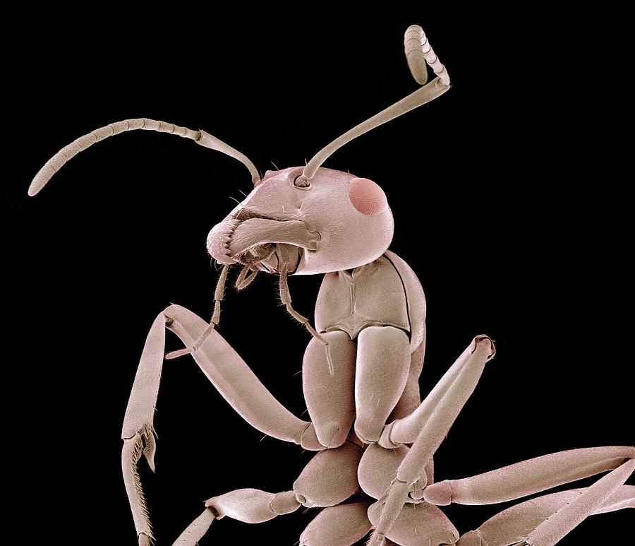 Ant Photograph - Ant, Sem #2 by Susumu Nishinaga