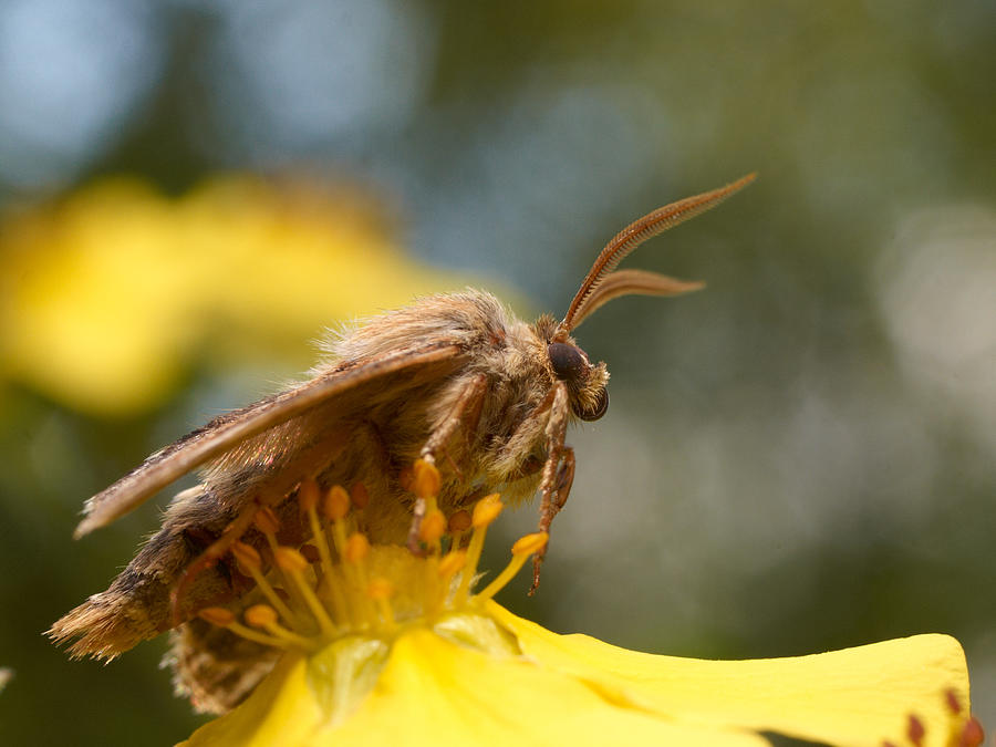 Antler Moth #1 Photograph by Jouko Lehto