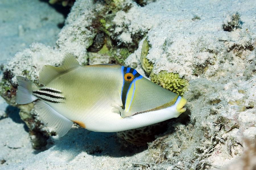Fish Photograph - Arabian Picasso Triggerfish #2 by Georgette Douwma