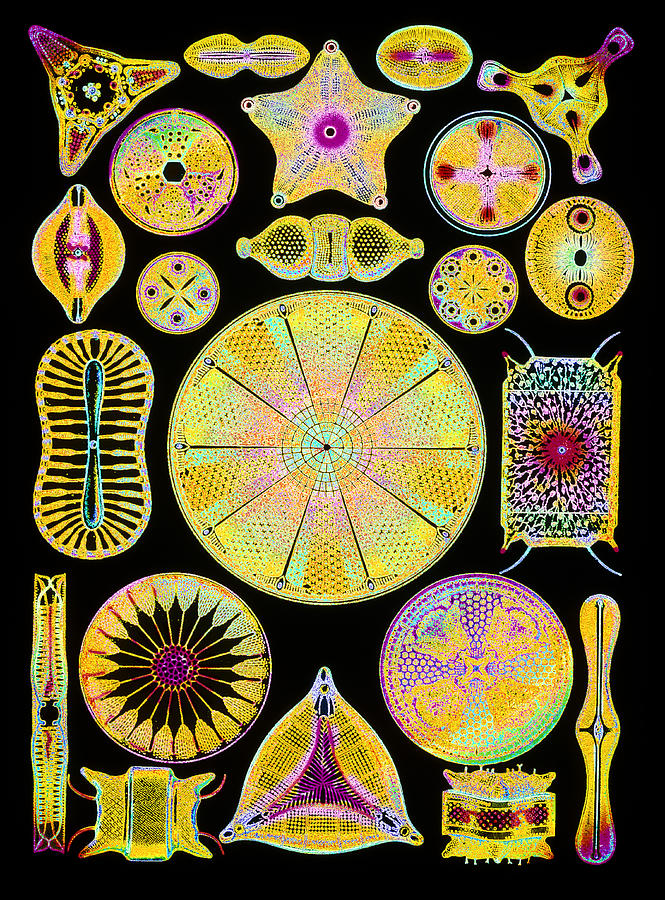Nature Photograph - Art Of Diatom Algae (from Ernst Haeckel) #2 by Mehau Kulyk
