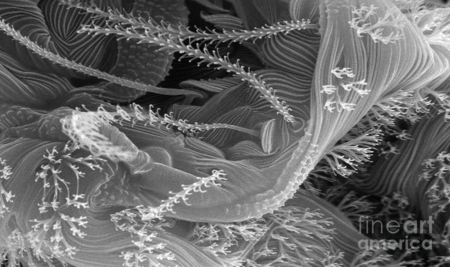 Arthropod Morphology Photograph by Science Source