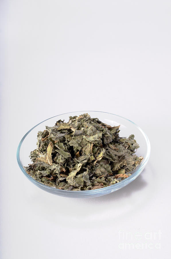 Artichoke As A Herbal Remedy #2 Photograph by Photo Researchers, Inc.