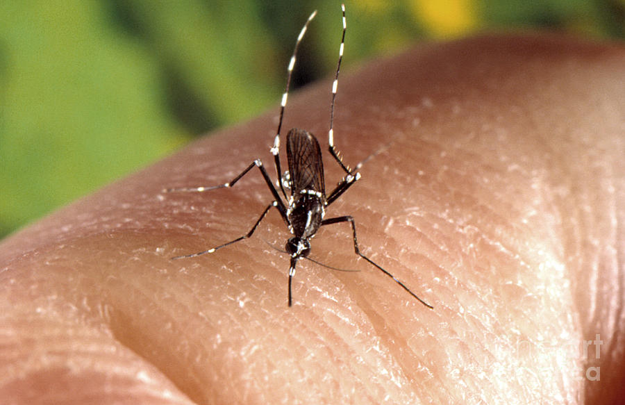 Asian Tiger Mosquito #2 Photograph by Science Source