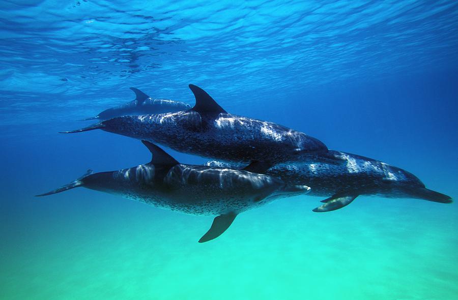 Atlantic Spotted Dolphins Photograph By Carson Ganci - Fine Art America