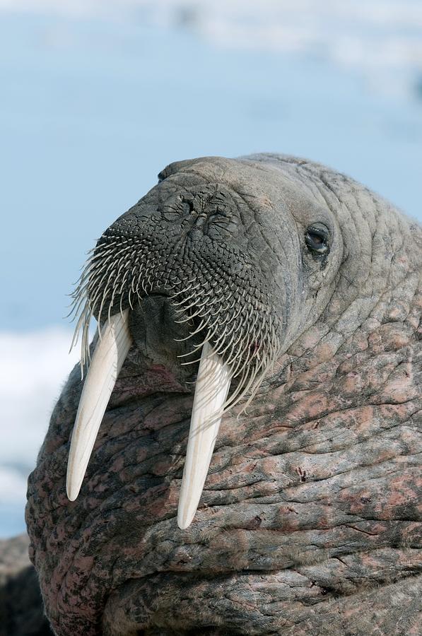Nature Photograph - Atlantic Walrus #2 by Louise Murray