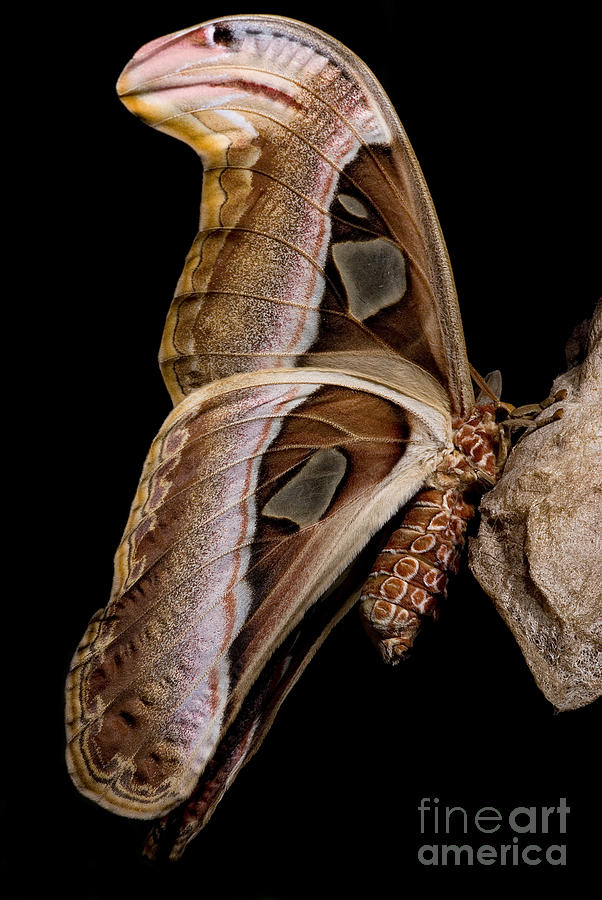 Atlas Moth #2 Photograph by Dant Fenolio