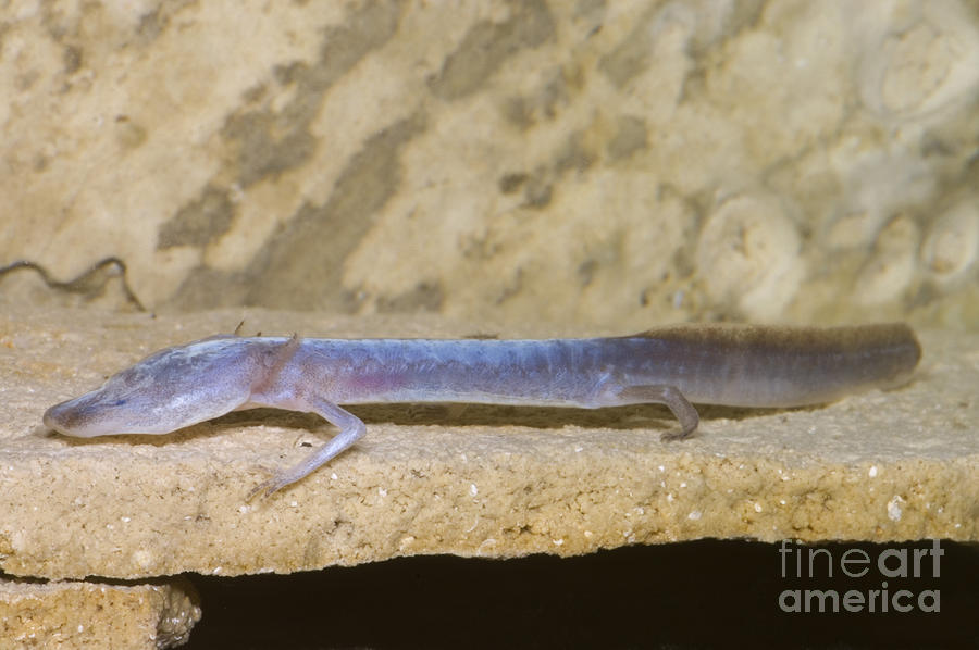 Austin Blind Salamander #2 Photograph by Dante Fenolio