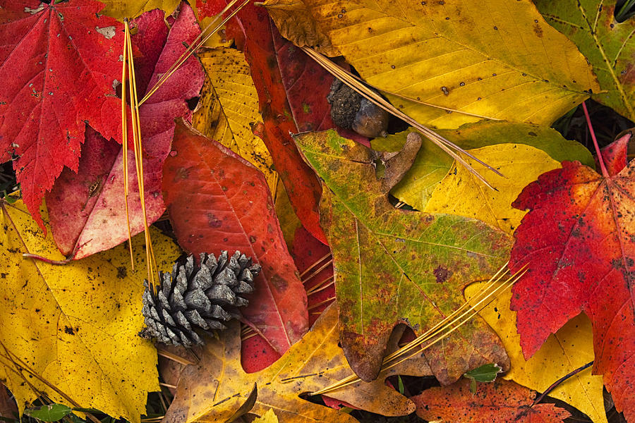 Autumn Colors #2 Photograph by Andrew Soundarajan