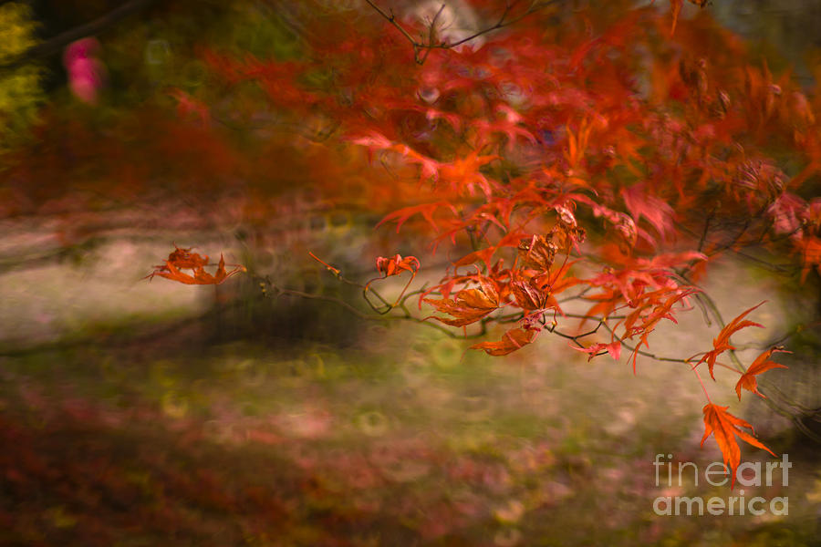 Autumn colors #2 Photograph by Ang El