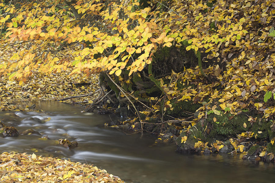Autumn flow #2 Photograph by Ian Middleton