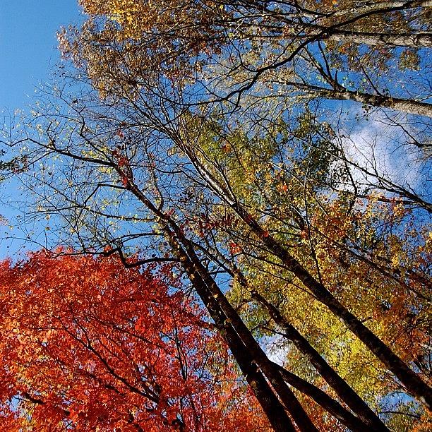 Nature Photograph - Autumn Leaves - Nc #2 by Joel Lopez