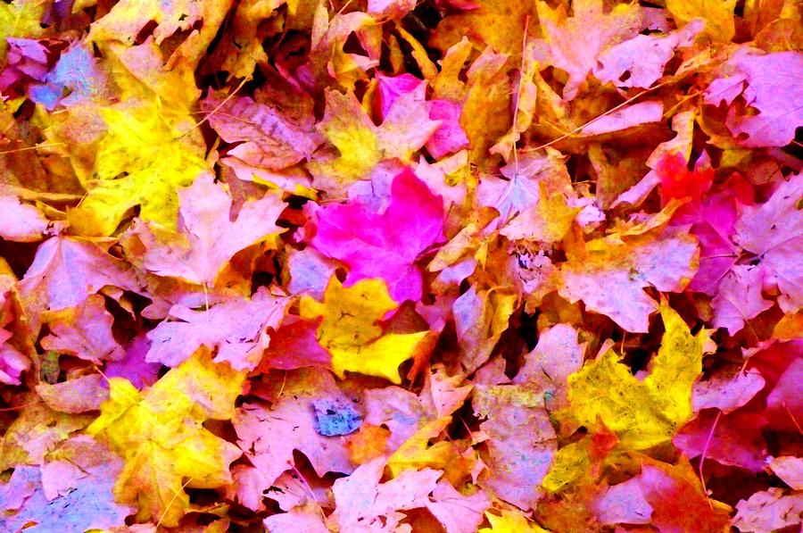 Autumn leaves #2 Photograph by Jayne Kerr 