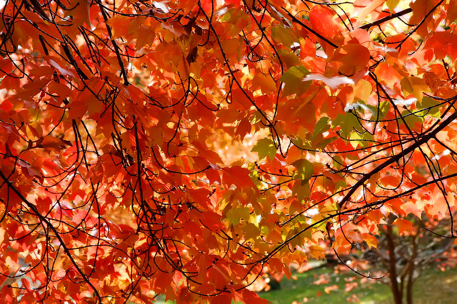 Autumn Leaves #2 Photograph by KG Thienemann