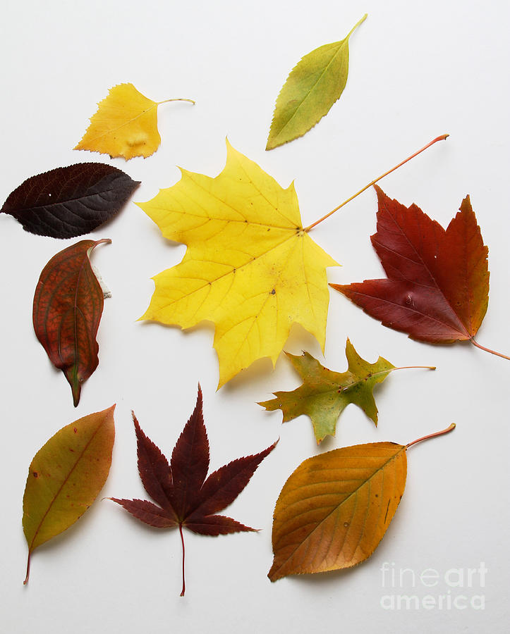 Autumn Leaves #2 Photograph by Photo Researchers