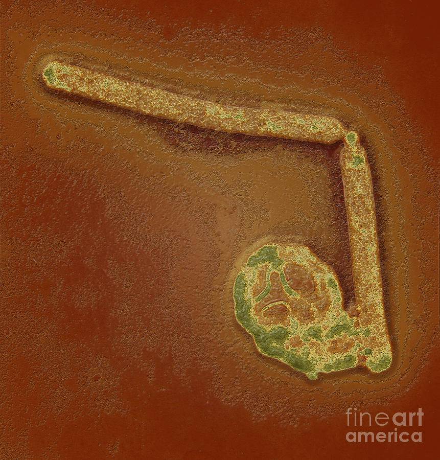 Avian Influenza A H5n1 #2 Photograph by Science Source