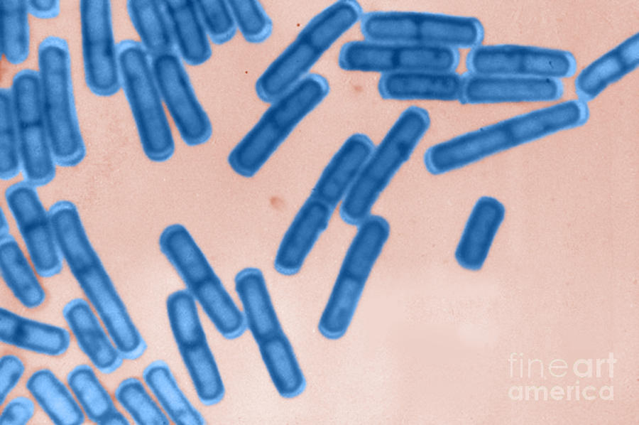 Bacillus Cereus, Lm #2 Photograph by ASM/Science Source