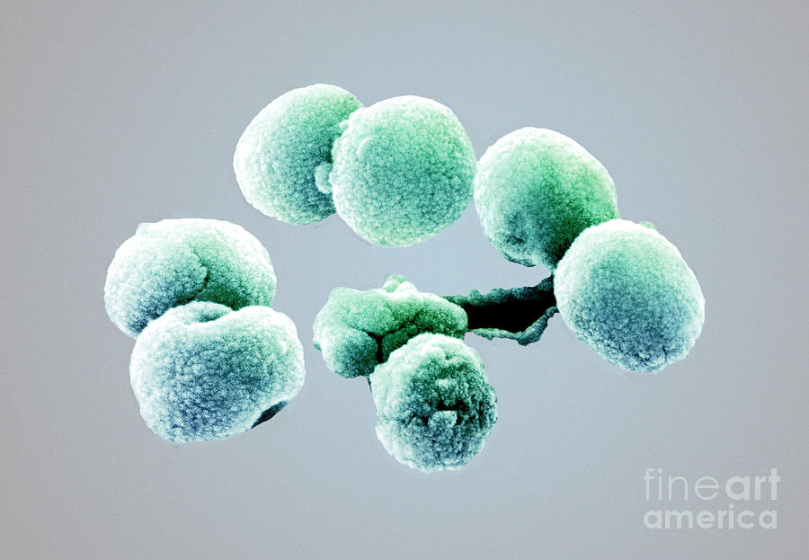 Bacteria, Streptococcus Pneumoniae, Sem Photograph by Science Source