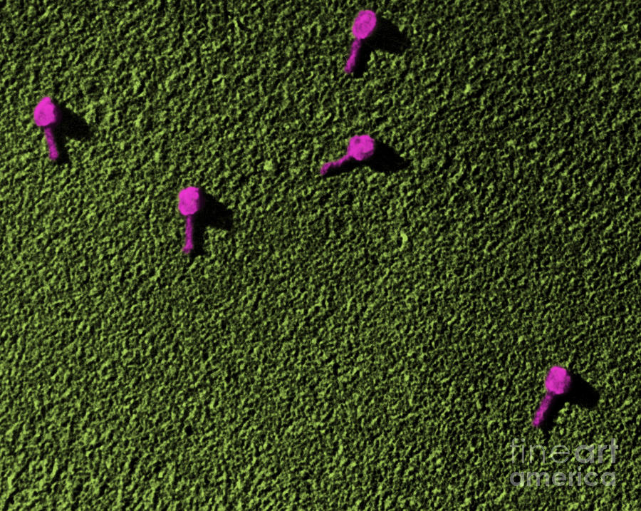 Bacteriophage Photograph - Bacteriophage T2 #2 by Omikron