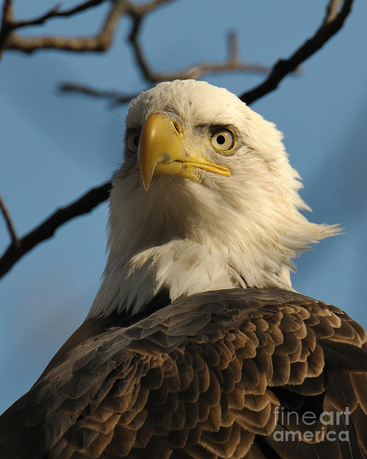 Bald Eagle #2 Photograph by Craig Leaper