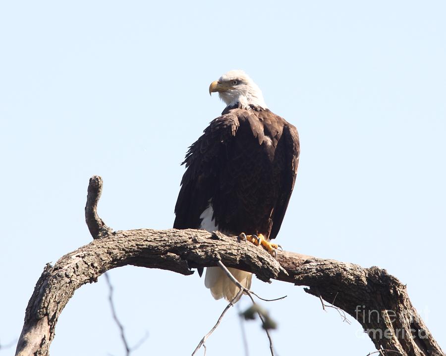 Bald Eagle #2 Photograph by Jack R Brock