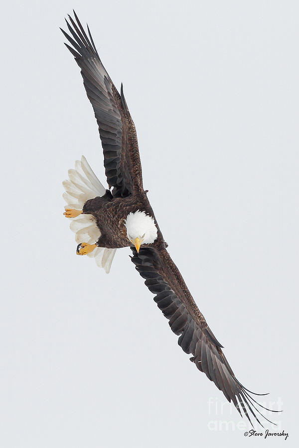 Bald Eagle #2 Photograph by Steve Javorsky
