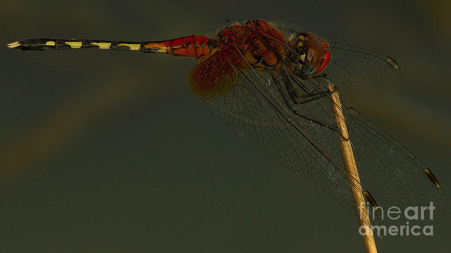 Barbet dragonfly #2 Photograph by Mareko Marciniak